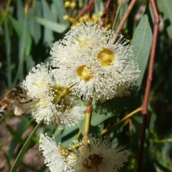 Kit De Culture - Gommier Des Rivières - 200 Graines - Eucalyptus Camaldulensis 14 Kit De Culture - Gommier Des Rivières - 200 Graines - Eucalyptus Camaldulensis -Jardin Harmonie Soldes Boutique 6406416166b152.10578394