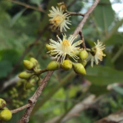 Kit De Culture - Gommier Des Rivières - 200 Graines - Eucalyptus Camaldulensis 12 Kit De Culture - Gommier Des Rivières - 200 Graines - Eucalyptus Camaldulensis -Jardin Harmonie Soldes Boutique 640641616b73c7.64330813