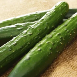 Kit De Culture - Bio - Concombre - Marketmore - 20 Graines - Cucumis Sativus -Jardin Harmonie Soldes Boutique 6406416948fd83.53412798