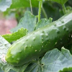 Kit De Culture - Bio - Concombre - Marketmore - 20 Graines - Cucumis Sativus -Jardin Harmonie Soldes Boutique 64064169648772.30261151