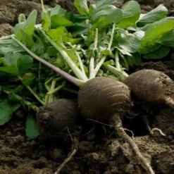 Kit De Culture - Bio - Radis - Noir - 100 Graines - Raphanus Sativus -Jardin Harmonie Soldes Boutique 64064173ee0006.07833829