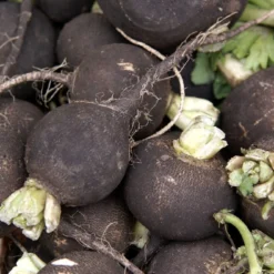 Kit De Culture - Bio - Radis - Noir - 100 Graines - Raphanus Sativus -Jardin Harmonie Soldes Boutique 64064173f394f8.17154617