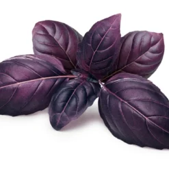 Kit De Culture - Bio - Basilic - Pourpre - 400 Graines - Ocimum Basilicum -Jardin Harmonie Soldes Boutique 6406417773e556.94850181