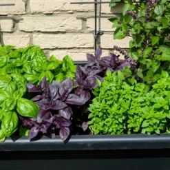 Kit De Culture - Bio - Basilic - Pourpre - 400 Graines - Ocimum Basilicum -Jardin Harmonie Soldes Boutique 64064177a2a743.82127774