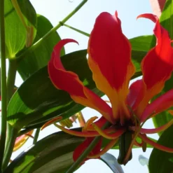 Kit De Culture - Lis De Malabar - 15 Graines - Gloriosa Rothschildiana -Jardin Harmonie Soldes Boutique 64064179395b30.04824162