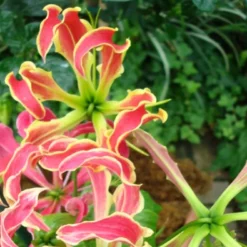 Kit De Culture - Lis De Malabar - 15 Graines - Gloriosa Rothschildiana -Jardin Harmonie Soldes Boutique 640641793eacd3.10311548