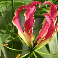 Kit De Culture - Lis De Malabar - 15 Graines - Gloriosa Rothschildiana -Jardin Harmonie Soldes Boutique 64064179487d00.83917565