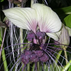 Kit De Culture - Plante Chauve-souris Blanche - 10 Graines - Tacca Integrifolia -Jardin Harmonie Soldes Boutique 6406417d5508f9.96415960