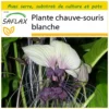 Kit De Culture - Plante Chauve-souris Blanche - 10 Graines - Tacca Integrifolia -Jardin Harmonie Soldes Boutique 6406417d5a68f8.54747402