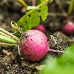 Kit De Culture - Bio - Radis - Cherry Bell - 100 Graines - Raphanus Sativus -Jardin Harmonie Soldes Boutique 640641a6420921.87770760