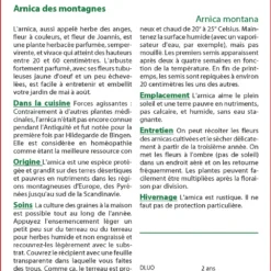 Kit De Culture - Arnica Des Montagnes - 40 Graines - Arnica Montana -Jardin Harmonie Soldes Boutique 640641a90508a4.25880173