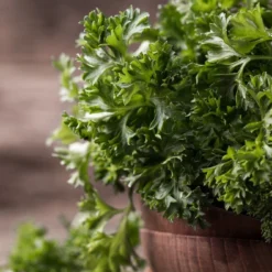 Kit De Culture - Bio - Persil Frisé - 800 Graines - Petroselinum Crispum -Jardin Harmonie Soldes Boutique 640641ae84ab86.75027248