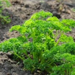 Kit De Culture - Bio - Persil Frisé - 800 Graines - Petroselinum Crispum -Jardin Harmonie Soldes Boutique 640641ae8b56d4.04818113