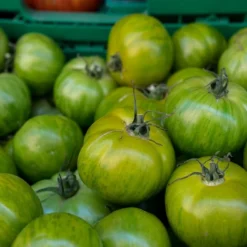 Kit De Culture - Bio - Tomate - Verte Zébrée - 10 Graines - Solanum Lycopersicum -Jardin Harmonie Soldes Boutique 640641b031d8c0.57339718