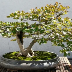 Kit De Culture - Myrte Commun - 30 Graines - Myrtus Communis -Jardin Harmonie Soldes Boutique 640641b37af733.30049485