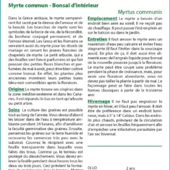Kit De Culture - Myrte Commun - 30 Graines - Myrtus Communis -Jardin Harmonie Soldes Boutique 640641b38ab843.99066445