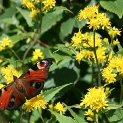 Kit De Culture - Solidage Verge D'or - 100 Graines - Solidago Virgaurea -Jardin Harmonie Soldes Boutique 640641b4c90c32.39776300