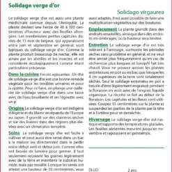 Kit De Culture - Solidage Verge D'or - 100 Graines - Solidago Virgaurea -Jardin Harmonie Soldes Boutique 640641b4d55022.73382482