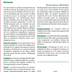 Kit De Culture - Romarin - 100 Graines - Rosmarinus Officinalis -Jardin Harmonie Soldes Boutique 640641bc5a3695.92918308