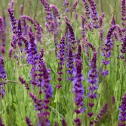 Kit De Culture - Bio - Sauge - 60 Graines - Salvia Officinalis -Jardin Harmonie Soldes Boutique 640641bf438086.74821203