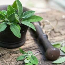 Kit De Culture - Bio - Sauge - 60 Graines - Salvia Officinalis -Jardin Harmonie Soldes Boutique 640641bf49c633.28736472