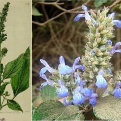 Kit De Culture - Chia - 500 Graines - Salvia Hispanica 9 Kit De Culture - Chia - 500 Graines - Salvia Hispanica -Jardin Harmonie Soldes Boutique 640641c579de98.62891474