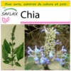 Kit De Culture - Chia - 500 Graines - Salvia Hispanica