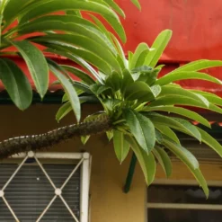 Kit De Culture - Palmier De Madagascar - 10 Graines - Pachypodium Lamerei -Jardin Harmonie Soldes Boutique 640641c6f361f3.13222888