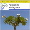 Kit De Culture - Palmier De Madagascar - 10 Graines - Pachypodium Lamerei -Jardin Harmonie Soldes Boutique 640641c709f2f9.19807943