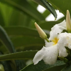 Kit De Culture - Palmier De Madagascar - 10 Graines - Pachypodium Lamerei -Jardin Harmonie Soldes Boutique 640641c70eb6a5.87388885