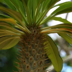 Kit De Culture - Palmier De Madagascar - 10 Graines - Pachypodium Lamerei -Jardin Harmonie Soldes Boutique 640641c7226726.92813528