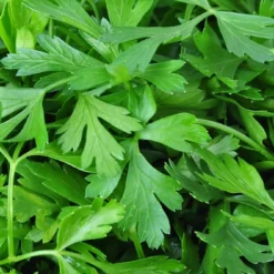 Kit De Culture - Bio - Cerfeuil Commun - 800 Graines - Anthriscus Cerefolium -Jardin Harmonie Soldes Boutique 640641c887fe75.85740285