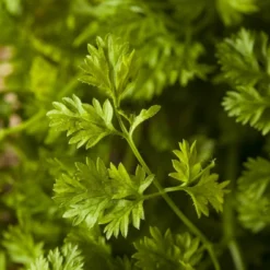 Kit De Culture - Bio - Cerfeuil Commun - 800 Graines - Anthriscus Cerefolium -Jardin Harmonie Soldes Boutique 640641c88ea3f5.72719979