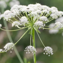 Kit De Culture - Bio - Cerfeuil Commun - 800 Graines - Anthriscus Cerefolium -Jardin Harmonie Soldes Boutique 640641c895df59.50590057
