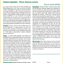 Kit De Culture - Géant Népalais - Fleur Chauve-souris - 10 Graines - Tacca Nevia White -Jardin Harmonie Soldes Boutique 640641cb3c2931.45314096