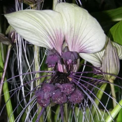 Kit De Culture - Géant Népalais - Fleur Chauve-souris - 10 Graines - Tacca Nevia White -Jardin Harmonie Soldes Boutique 640641cb486b83.02598556