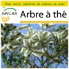Kit De Culture - Arbre à Thé - 400 Graines - Melaleuca Alternifolia -Jardin Harmonie Soldes Boutique 640641cc6b35d8.56571998