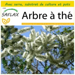 Kit De Culture - Arbre à Thé - 400 Graines - Melaleuca Alternifolia