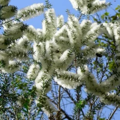 Kit De Culture - Arbre à Thé - 400 Graines - Melaleuca Alternifolia -Jardin Harmonie Soldes Boutique 640641cc710d42.85927452