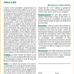 Kit De Culture - Arbre à Thé - 400 Graines - Melaleuca Alternifolia -Jardin Harmonie Soldes Boutique 640641cc772c91.95778072