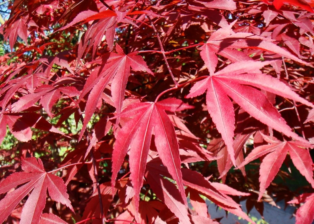 Kit De Culture - Erable Du Japon Pourpre - 20 Graines - Acer Palmatum Atropurpureum 8 Kit De Culture - Erable Du Japon Pourpre - 20 Graines - Acer Palmatum Atropurpureum – Image 6