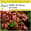 Kit De Culture - Erable Du Japon Pourpre - 20 Graines - Acer Palmatum Atropurpureum -Jardin Harmonie Soldes Boutique 640641d828db01.67437939