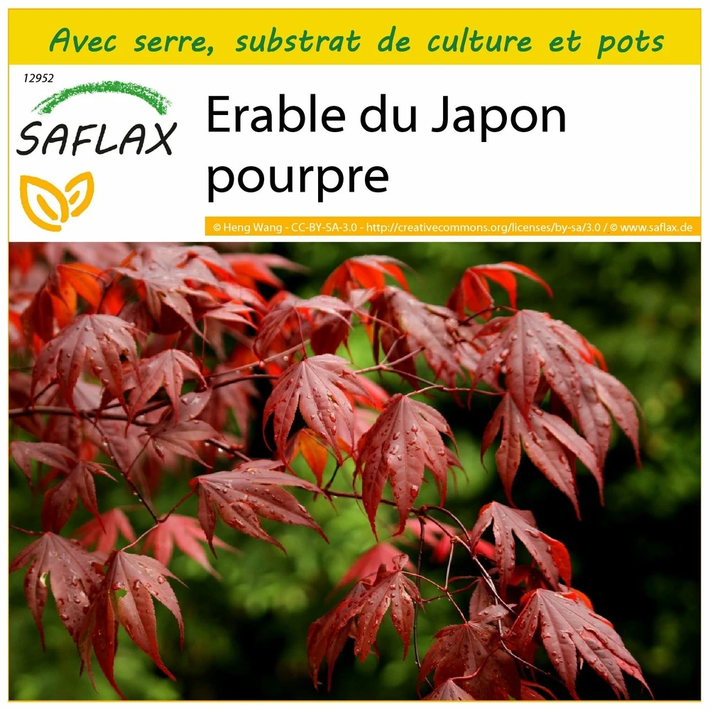 Kit De Culture - Erable Du Japon Pourpre - 20 Graines - Acer Palmatum Atropurpureum 3 Kit De Culture - Erable Du Japon Pourpre - 20 Graines - Acer Palmatum Atropurpureum