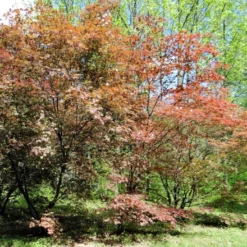 Kit De Culture - Erable Du Japon Pourpre - 20 Graines - Acer Palmatum Atropurpureum 15 Kit De Culture - Erable Du Japon Pourpre - 20 Graines - Acer Palmatum Atropurpureum -Jardin Harmonie Soldes Boutique 640641d82dff97.81256788