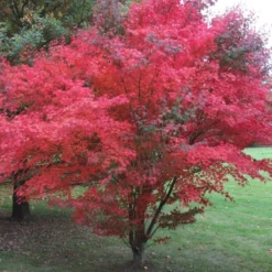 Kit De Culture - Erable Du Japon Pourpre - 20 Graines - Acer Palmatum Atropurpureum 12 Kit De Culture - Erable Du Japon Pourpre - 20 Graines - Acer Palmatum Atropurpureum -Jardin Harmonie Soldes Boutique 640641d832b125.23226283