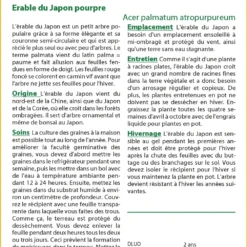 Kit De Culture - Erable Du Japon Pourpre - 20 Graines - Acer Palmatum Atropurpureum 11 Kit De Culture - Erable Du Japon Pourpre - 20 Graines - Acer Palmatum Atropurpureum -Jardin Harmonie Soldes Boutique 640641d837b750.91534800