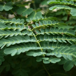 Kit De Culture - Orgueil De Chine - 10 Graines - Caesalpinia Pulcherrima -Jardin Harmonie Soldes Boutique 640641f12730a7.73038490