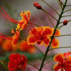 Kit De Culture - Orgueil De Chine - 10 Graines - Caesalpinia Pulcherrima -Jardin Harmonie Soldes Boutique 640641f12c1a86.88478143