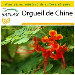 Kit De Culture - Orgueil De Chine - 10 Graines - Caesalpinia Pulcherrima