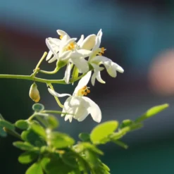 Kit De Culture - Moringa - 10 Graines - Moringa Oleifera -Jardin Harmonie Soldes Boutique 640641f4547a73.61153088